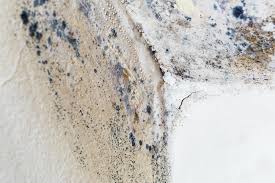 Professional Mold Inspection in Centerville, CA